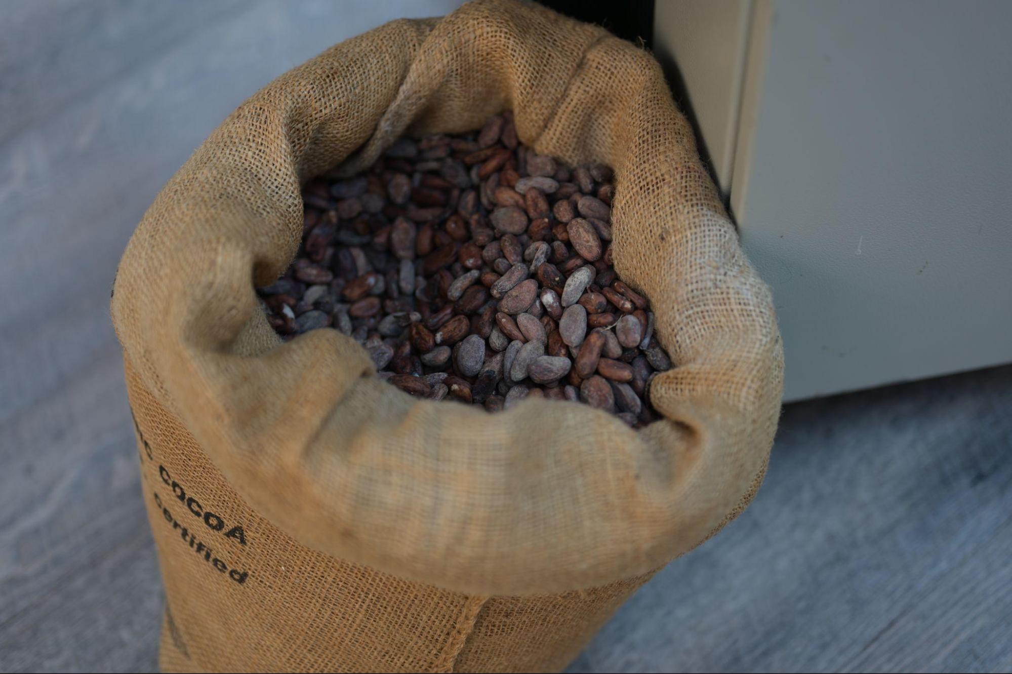 cacao dominican republic