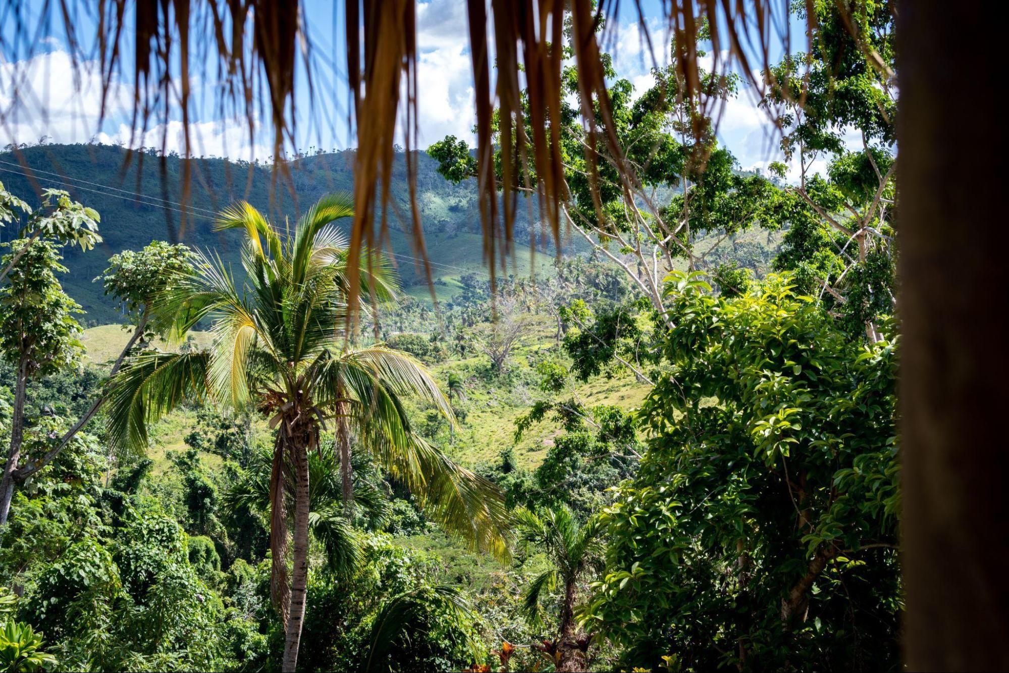 flowers of the dominican republic
