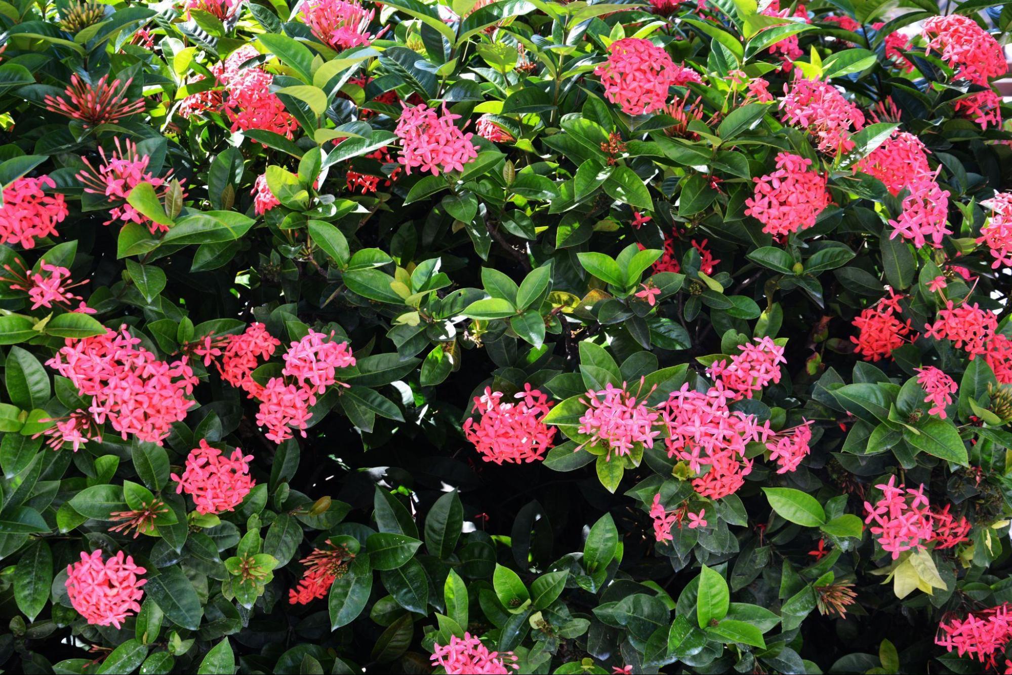 trees of the dominican republic